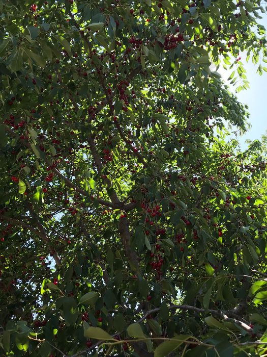 Өрік, вишня сатылады