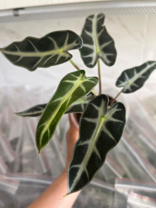 Комнатные растения