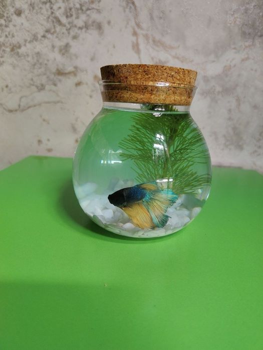 Продается переносной аквариум с рыбкой петушком.