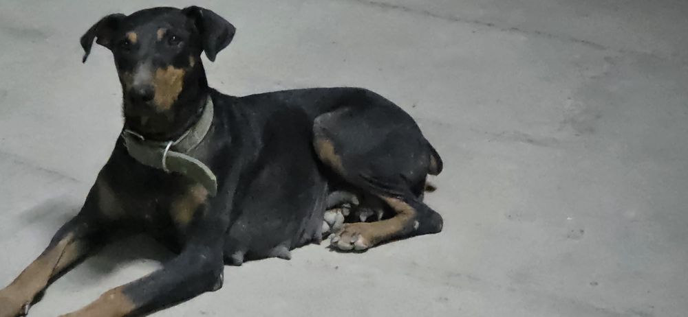 Продам щенки доберман 1 девочки и 3 мальчик девочки остались 2 месячны