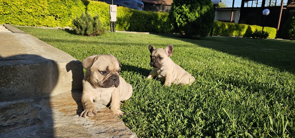 Френски булдог / френски булдочета