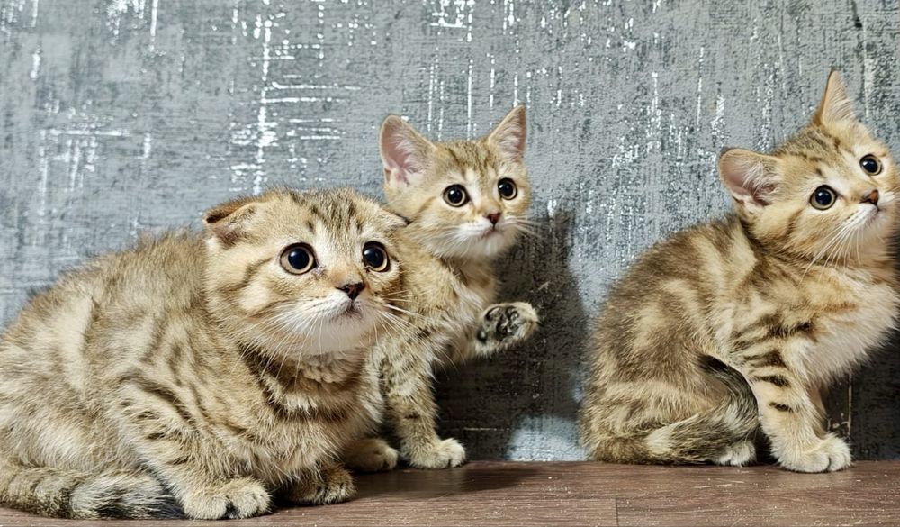 шотландские малыши