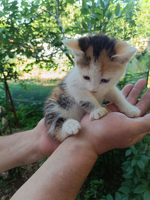 Подарявам  котета на около 2 и 3 месеца