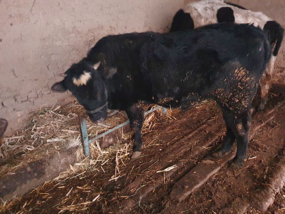 Buqa sotiladigan 30 milion som