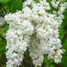 Кустарники всех видов