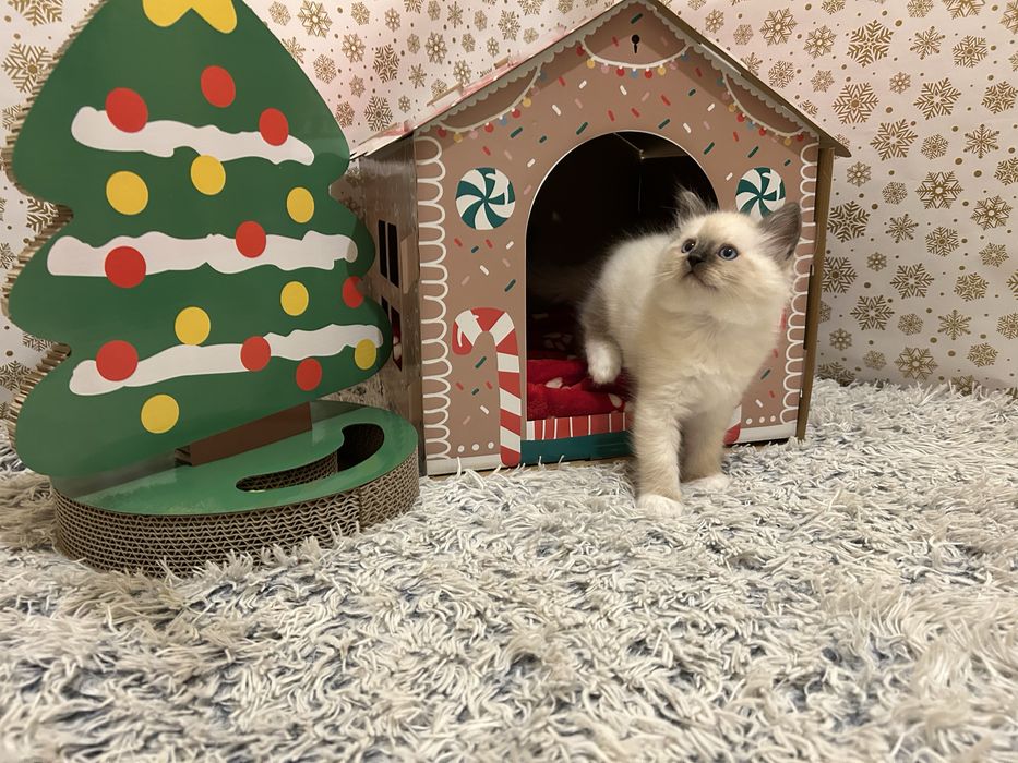 Котенца Регдол/Ragdoll