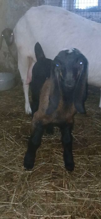 Козлята Нубо Биталы