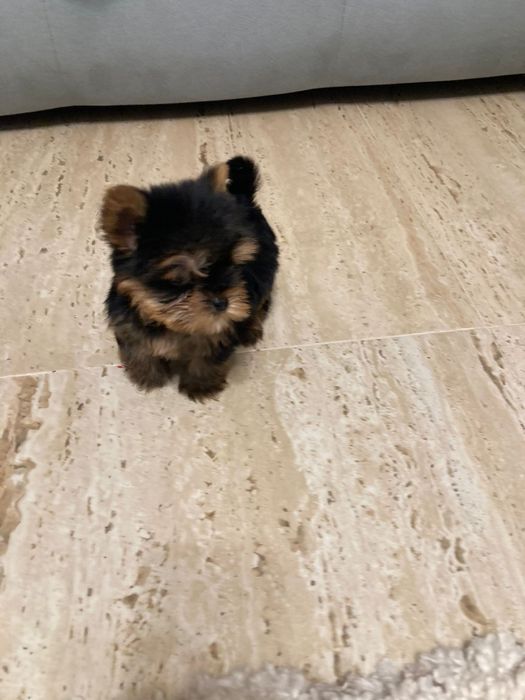 Yorkshire terrier toy