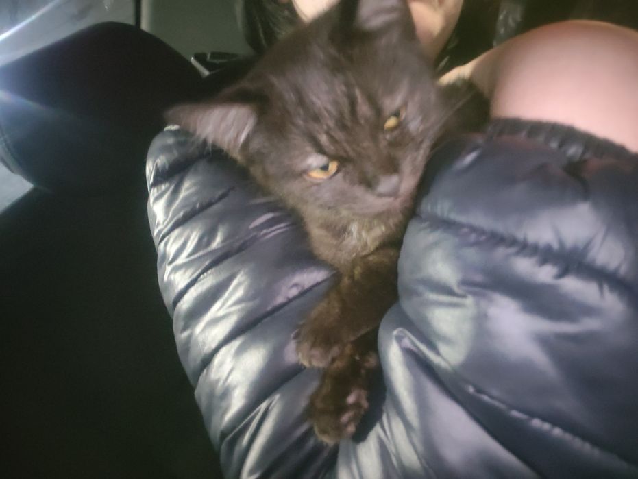 В хорошие руки бесплатно