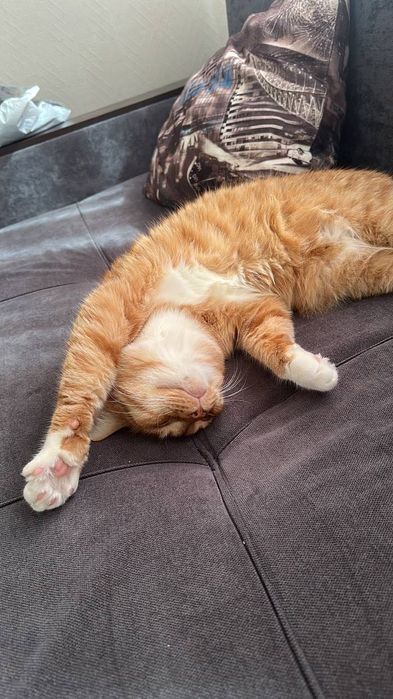 Отдам кота бесплатно