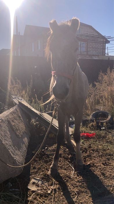 Прирученная лошадь