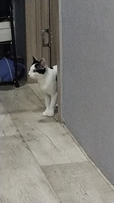 Бесплатно кошечку. В свой дом. Порода крысолов. К лотку приучена.