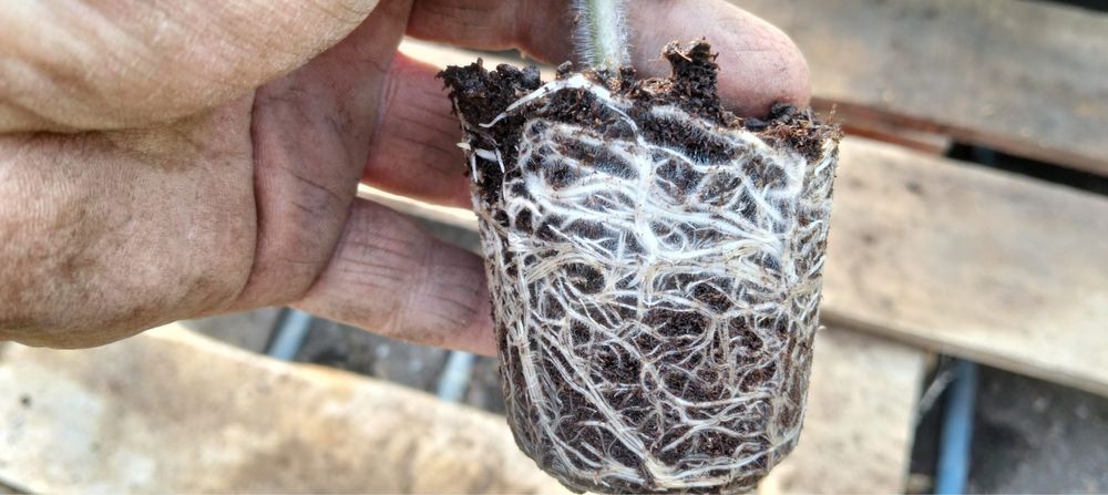 Vând rasad de roșii