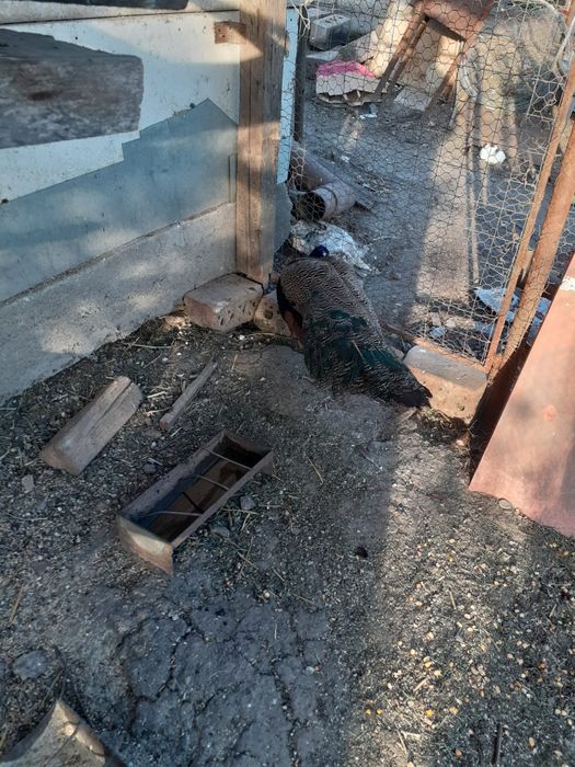 Pereche  pauni maturi.