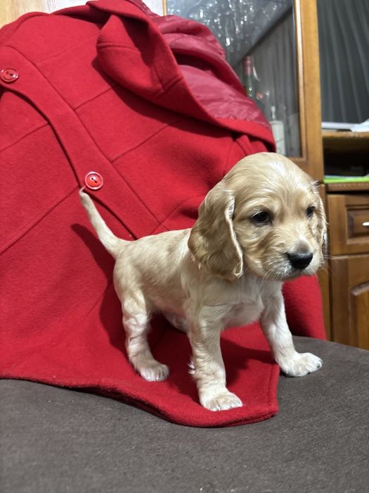 Кокер шпаньол . Малки кученца