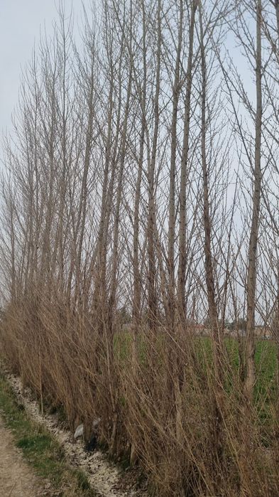 Тераклар срочно сотилади