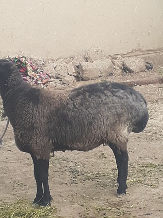 Yaxwi boqilgan qisir qoylar sotilad