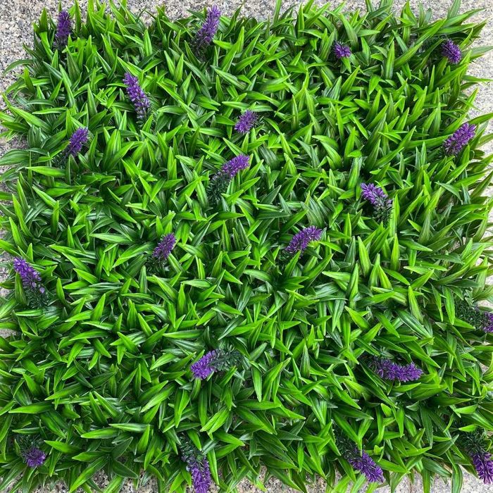 Фитостена, Самшит