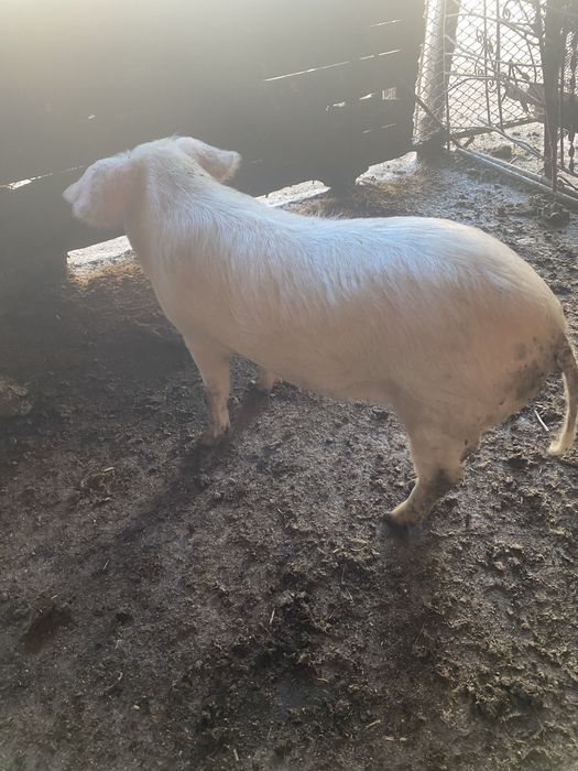 Продавам Женско прасе
