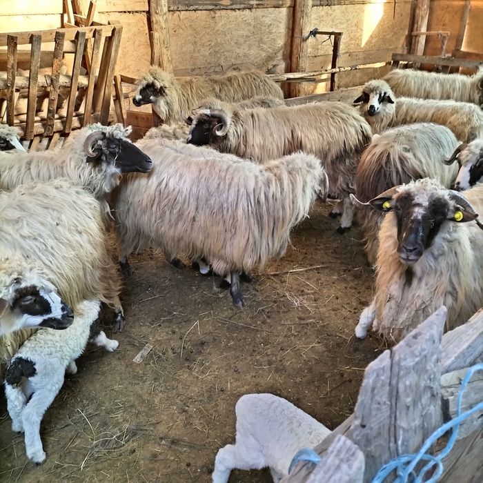 Vând oi cu miei  preț negociabil