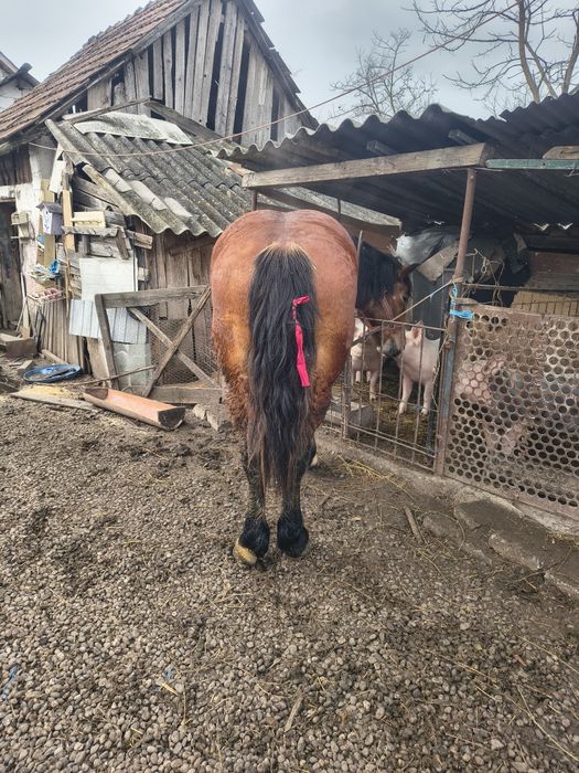 Vând mânz de un an jumate preț 2000euro