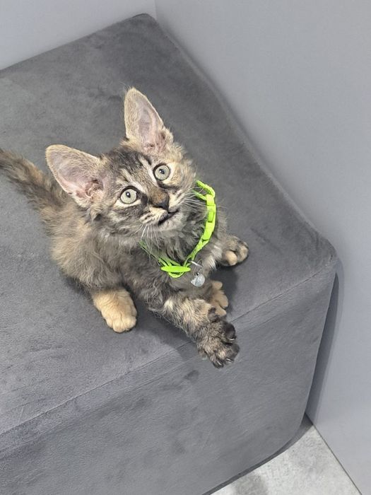 Котенок в добрые руки