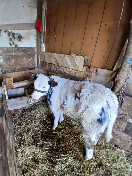 Vitel Belgian de 2 luni
