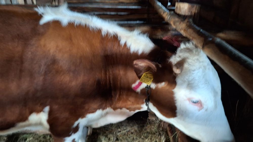 Продам тёлочка 1год 4месяца