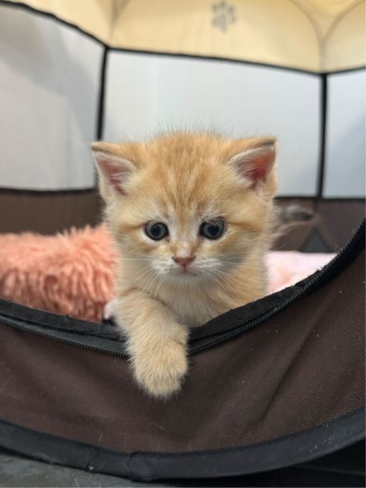 Британска късокосместа златна чинчила