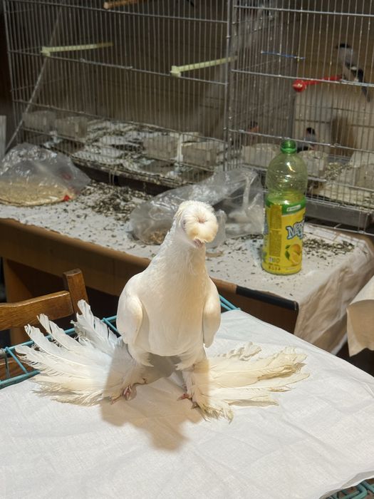 Гулбадам самец сатылады срочно