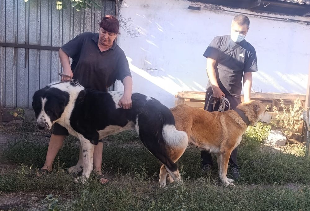 САО тобет алабай