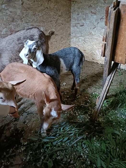 Vând 2 ieduțe și un tapisor