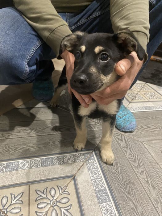 Отдам щенка с добрые руки( кобель)