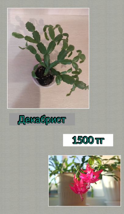 Комнатные растения цветы