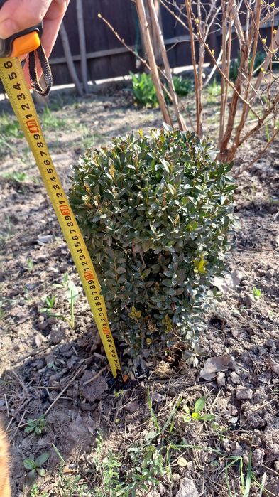 Самшит, взрослые куски