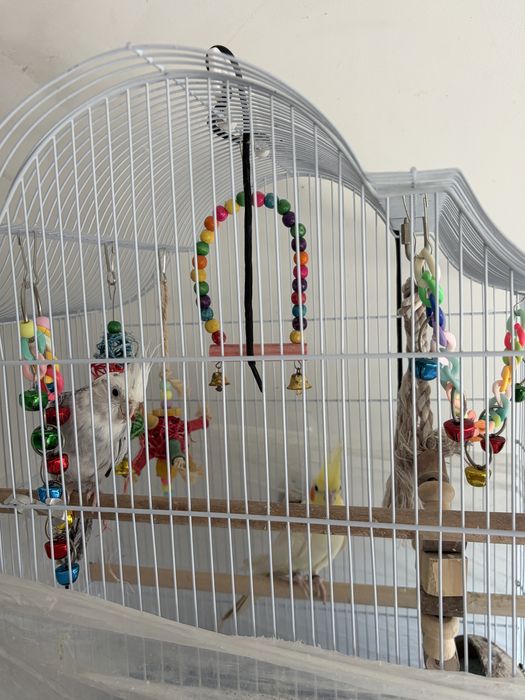 Papagali Nimfă (pereche) cu cușcă spațioasă – gata de un nou cămin