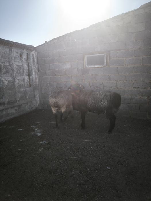 Продам бараны кошкар крупные молодые на откорме