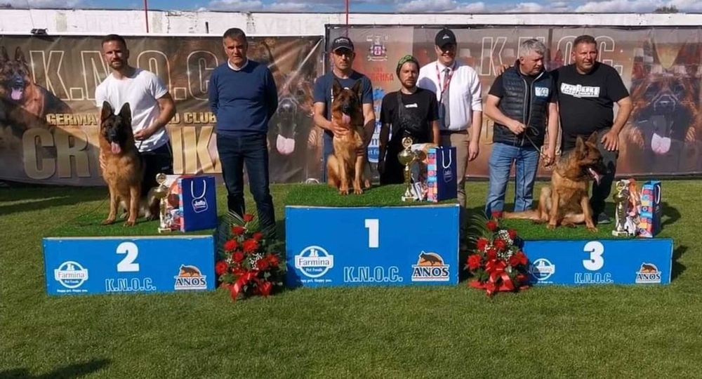 Немски овчарки с родословие.