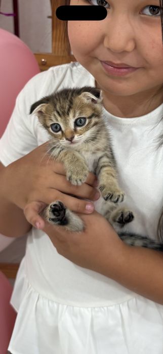 Продам котенка 2 месяца