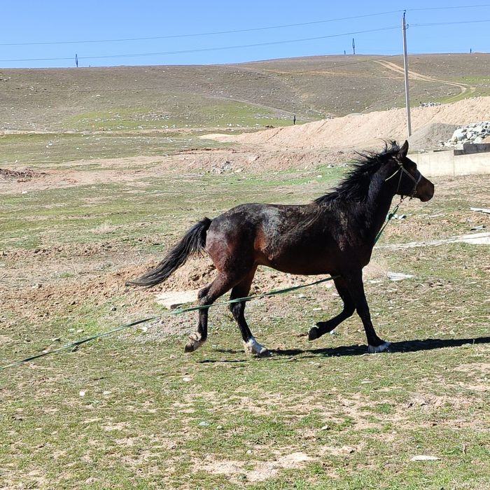 Құнан таза қанды