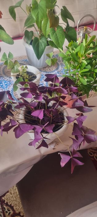 Продам цветы комнатные