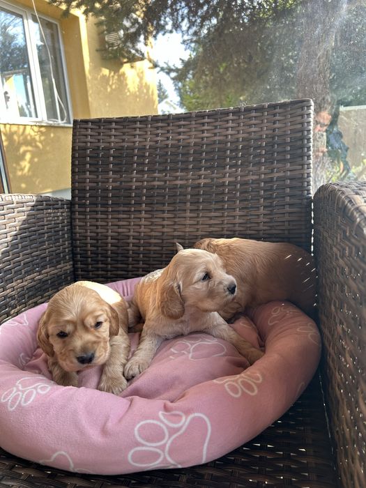 Кокер & лагото кученца