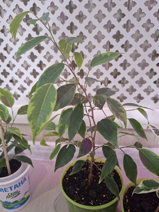 Фикус Бенджамина,  сортовые