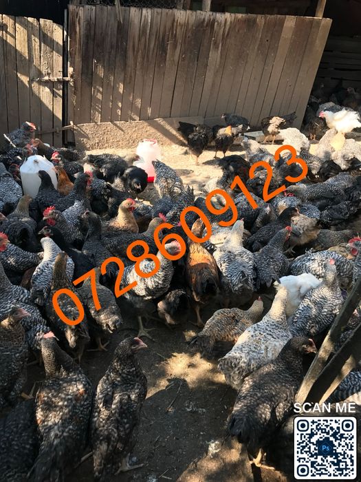 Pui rasa mixta prima serie