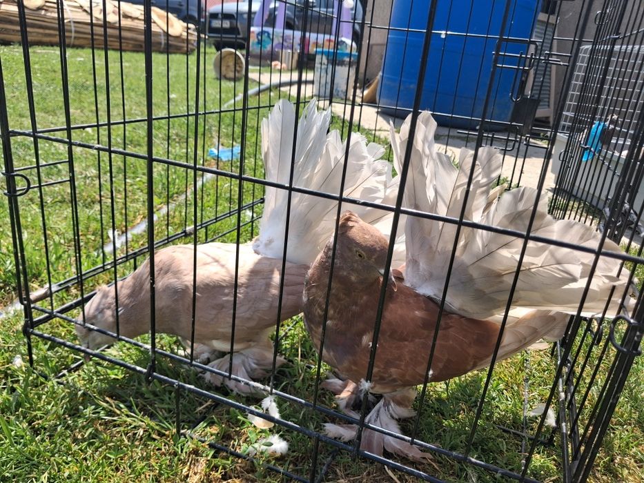 Porumbei de ornament