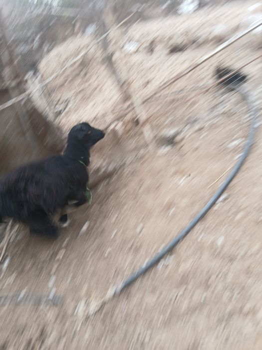 Продаётся арабская коза