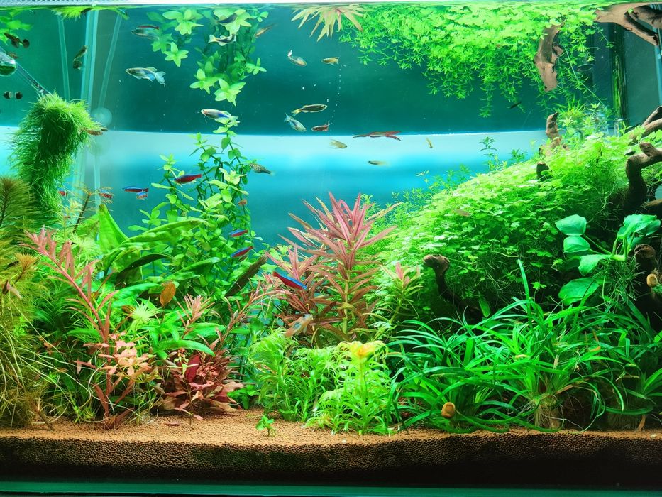 Аквариумное растение микратентум