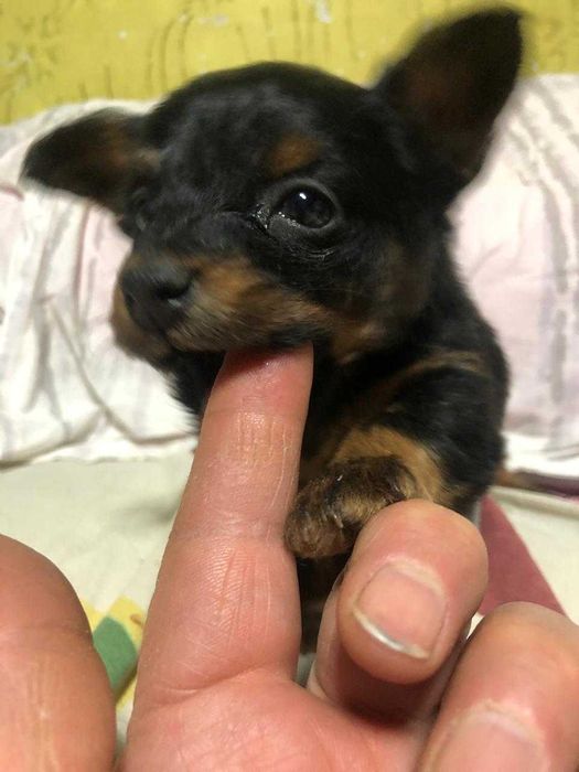 Продам щенка той-терьера