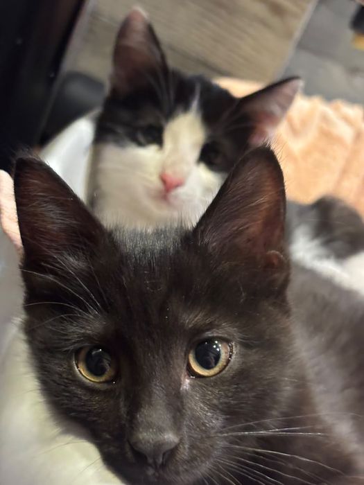 Котята ! Алматы

Ищут дом два чудесных