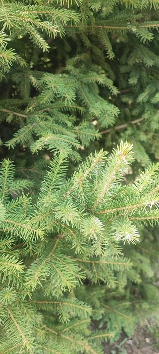 Продам елку 3-4 метра